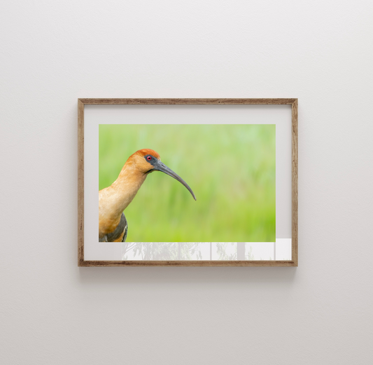 Fotografía Bandurria