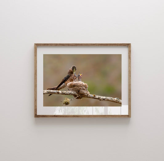 Fotografía Picaflor Gigante