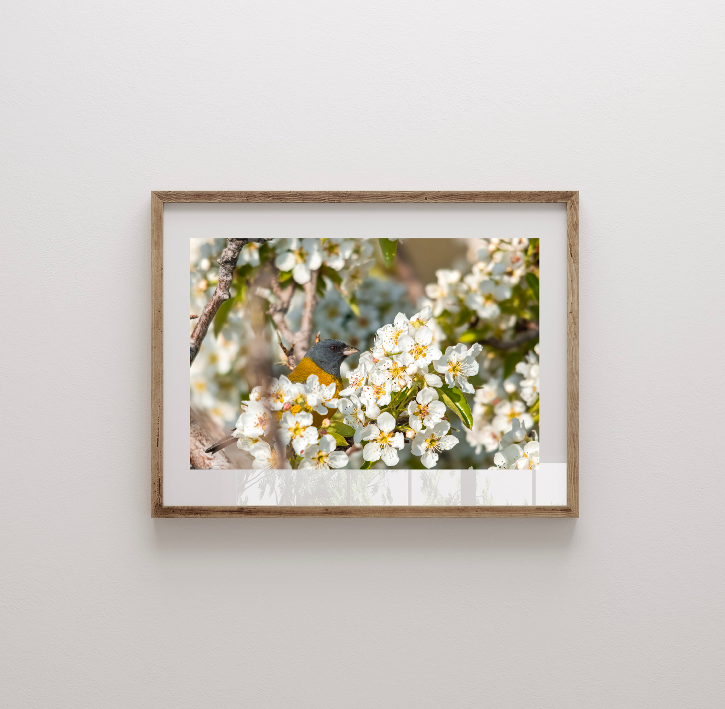 Fotografía Cometocino Patagónico