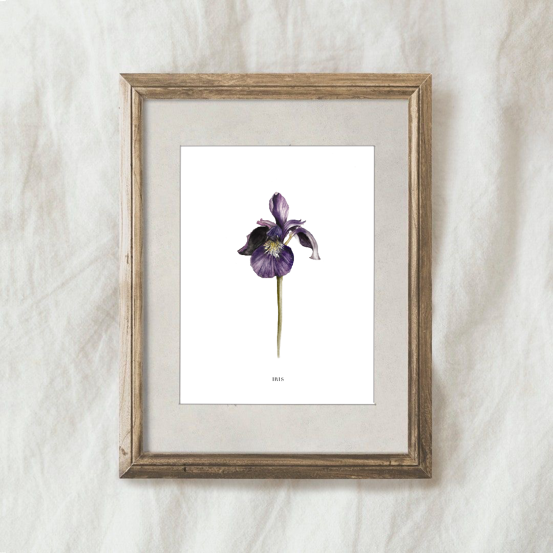 Lámina Iris