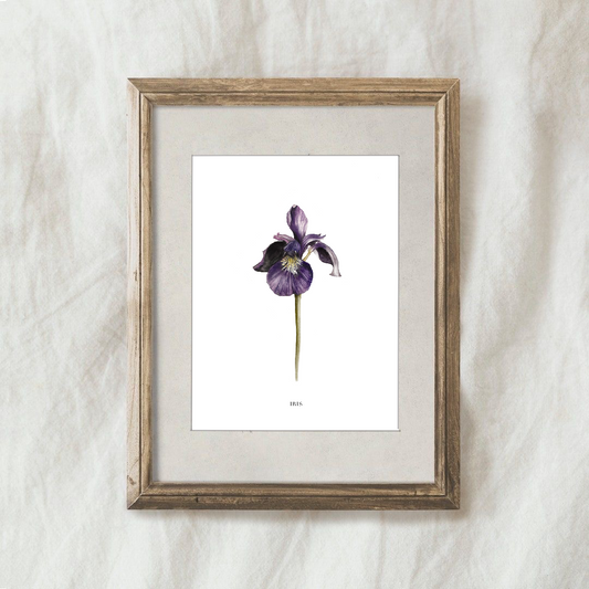Lámina Iris