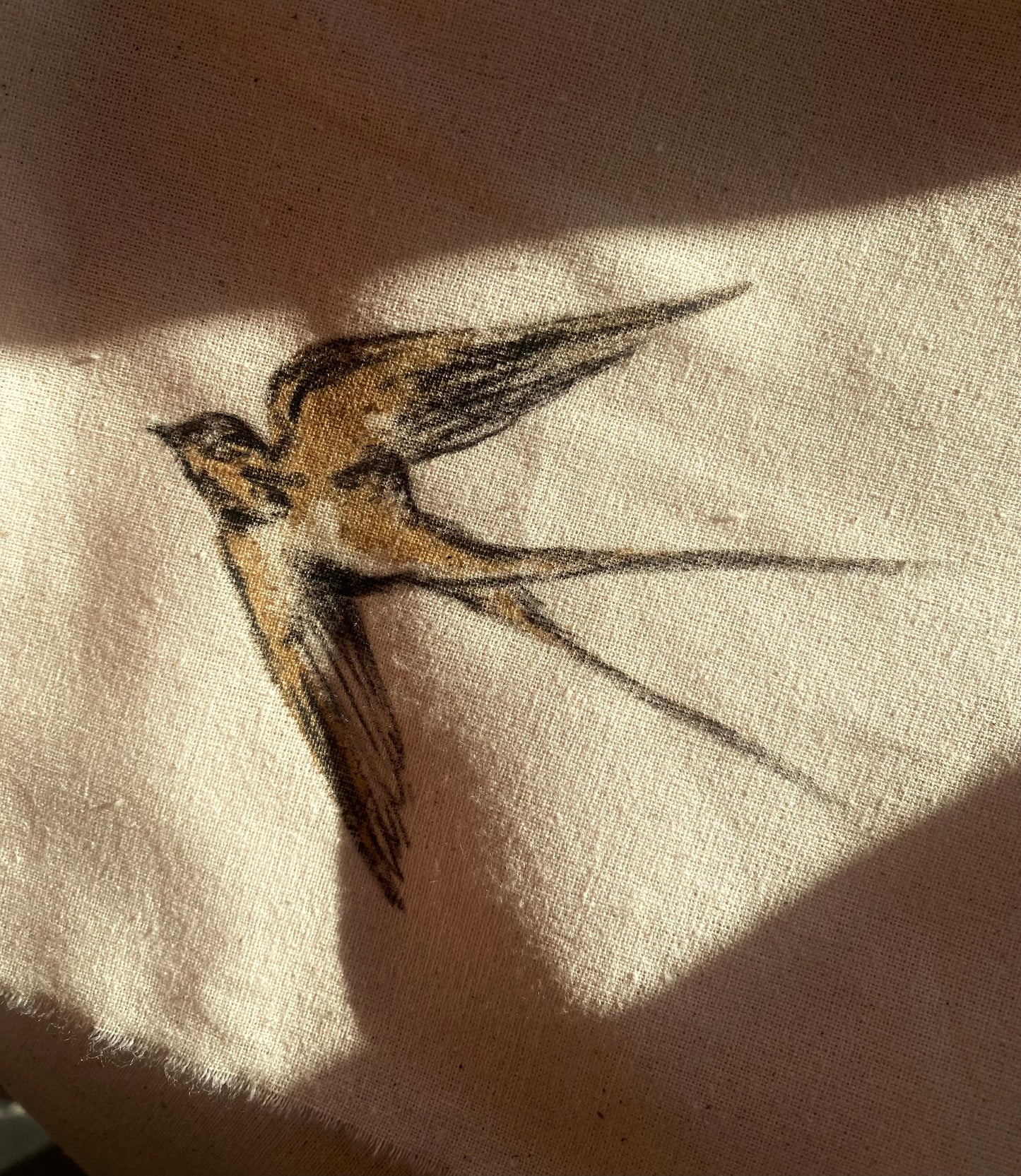 Golondrina a Carboncillo
