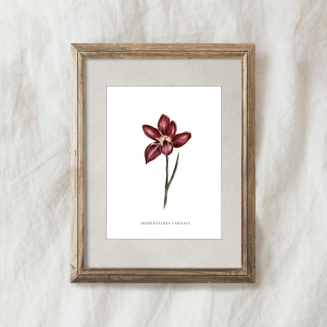 Lámina  Zephyranthes Carinata