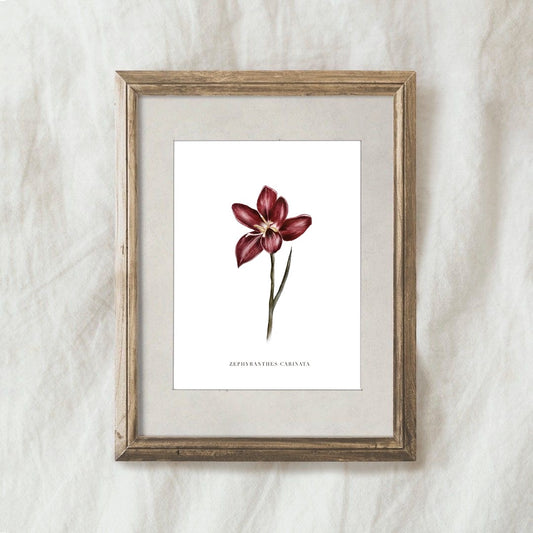 Lámina  Zephyranthes Carinata