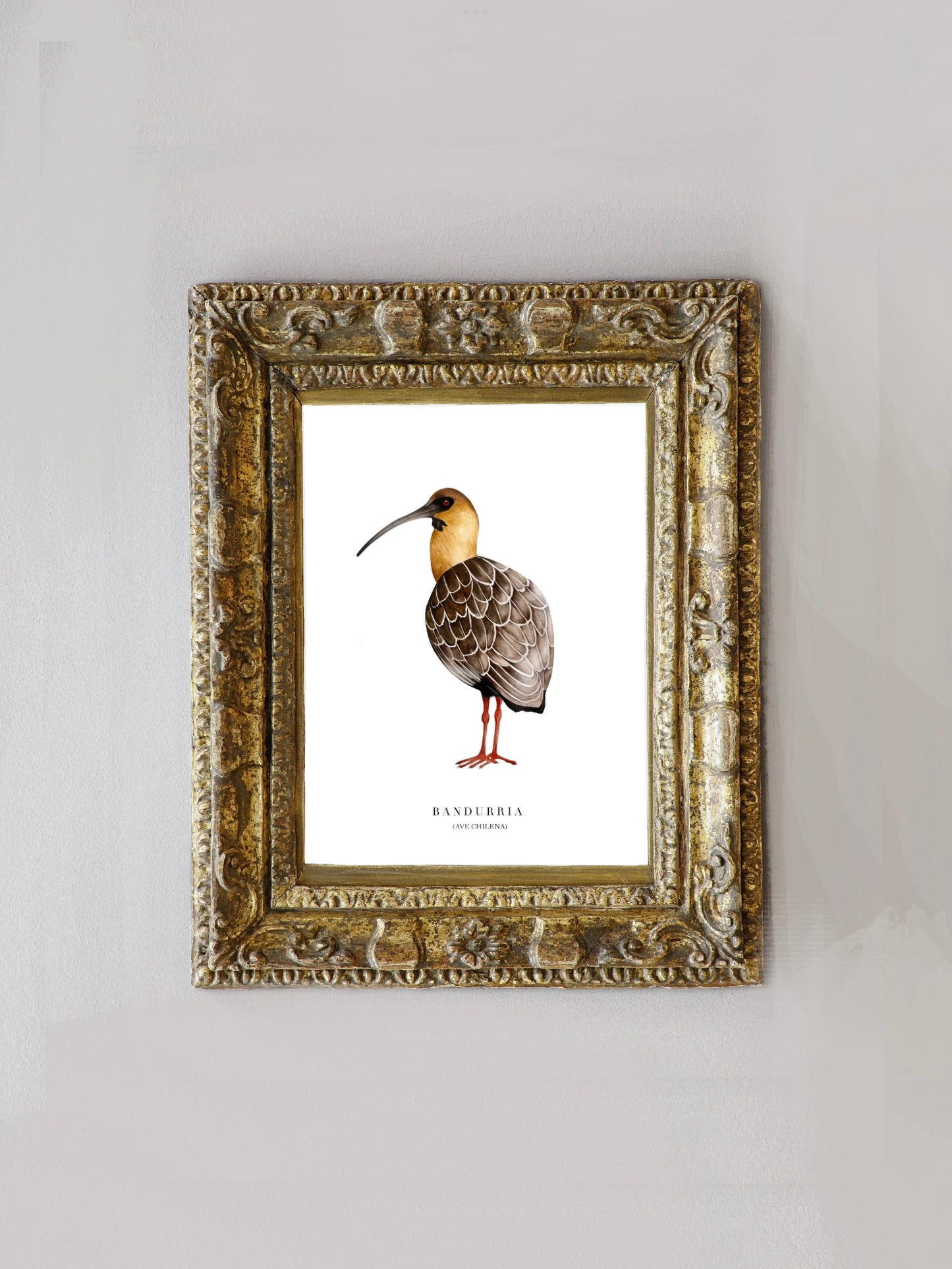 Lámina Bandurria