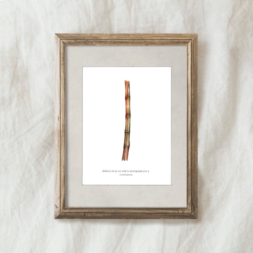 Lámina Bambú Damarapa