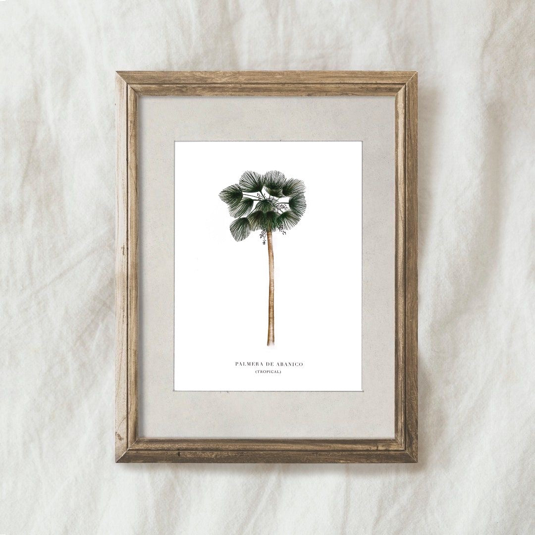 Lámina Palmera De Abanico